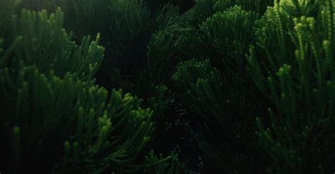 Пышный зеленый сосновый лес в Бразилии · Бесплатные стоковые фото