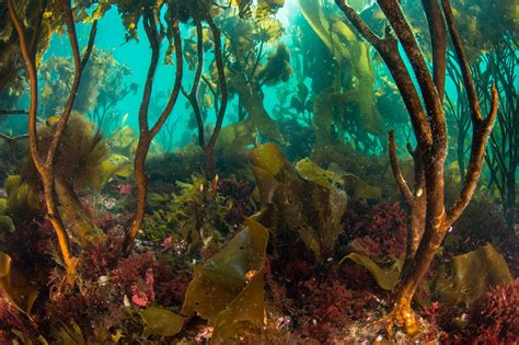 Are Kelp Forests Dangerous
