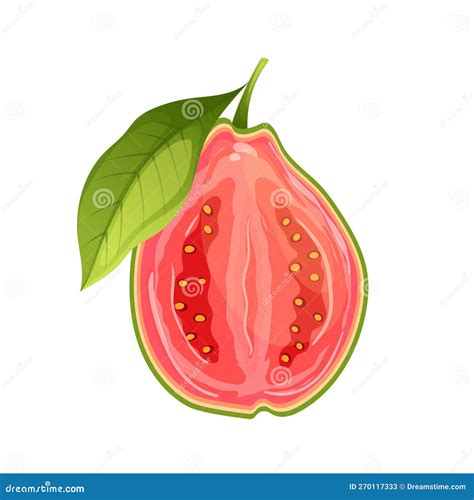 Guava Fruit Fresh Food Cartoon Vector Illustration Stock Illustration