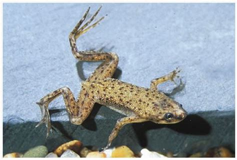 Dwarf African Frog Hymenochirus Curtipes Arizona Aquatic Gardens