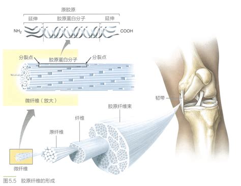 任冬辰·训练密钥 详解「肌腱」的力学特性 知乎