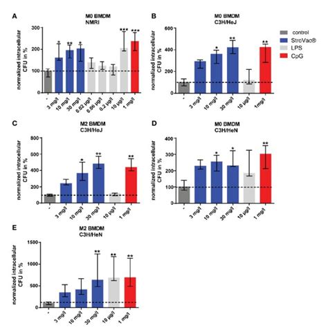 Phagocytosis Of Escherichia Coli By Primary Murine Bone Marrow Derived