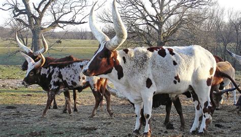 Are watusi cattle good to eat