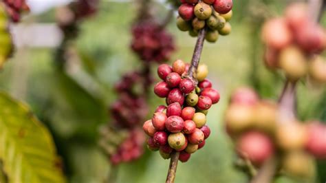 Coffee Agriculture