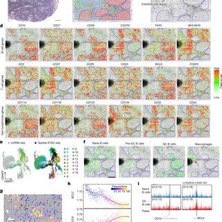 Spatial Chromatin Accessibility Mapping And Integrative Analysis Of P