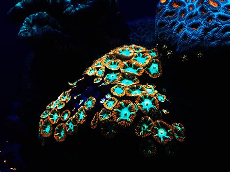 FOUND: Deep in the Sea, There Are Corals That Glow - Atlas Obscura