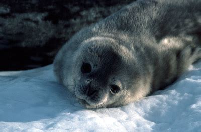 Thumbnails - Weddell Seal Swim 4 - Free use pictures of Antarctica