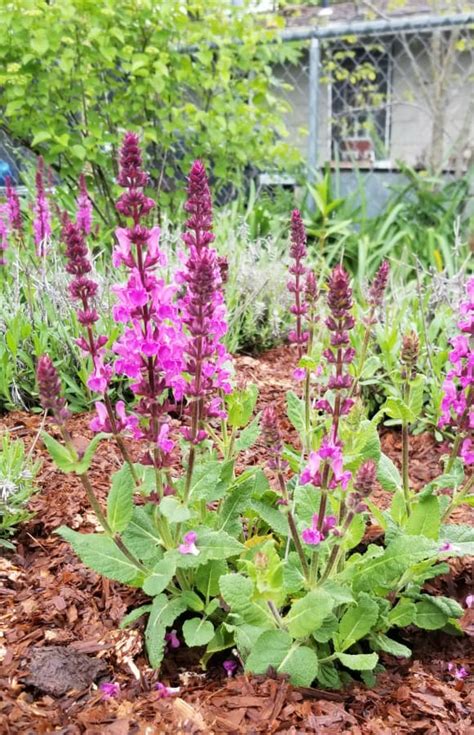 Perennial Salvia May Plant Of The Month Grimm S Gardens