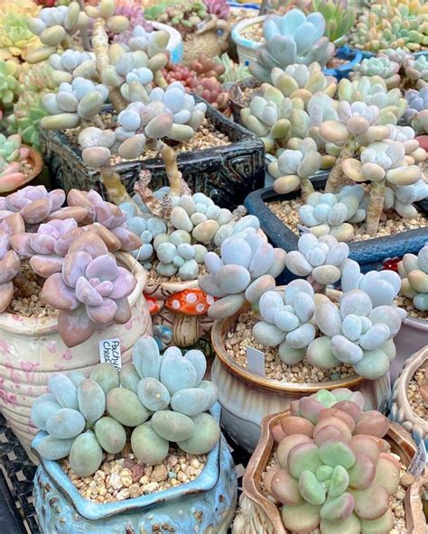 5 Expert Tips On How To Care For Your Succulent Plants