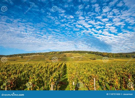 Vineyards in the Autumn Season, Burgundy, France Stock Photo - Image of ...