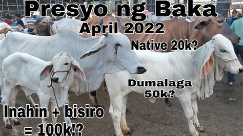 Lahat Ng Klase Ng Baka Nandito Na Cattle Trading Capital Of The