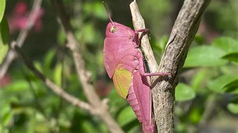 Rare Pink Grasshopper Found by Texas Toddler | The Weather Channel