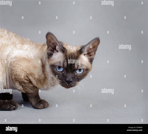 Devon Rex Hi Res Stock Photography And Images Alamy