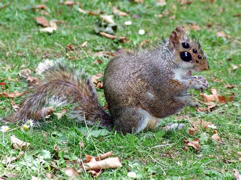 Spider Squirrel By Jrallxspenski On Deviantart