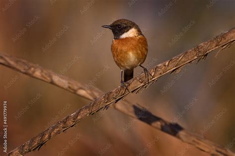 European Stonechat Saxicola Rubicola Small Passerine Bird Sitting On