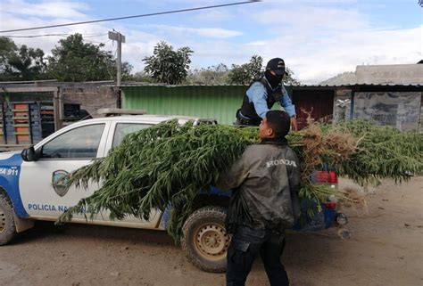 Más de 200 plantas de supuesta marihuana decomisa la Policía en El