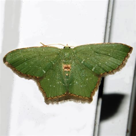 Angle Winged Emerald Moth Hodges 7075 Chloropteryx Tepperaria