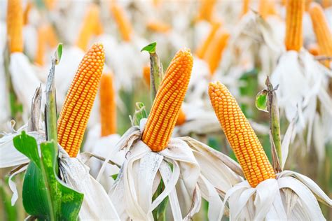 Corn Flair 3 Similarities Between Sweet Corn And Regular Corn