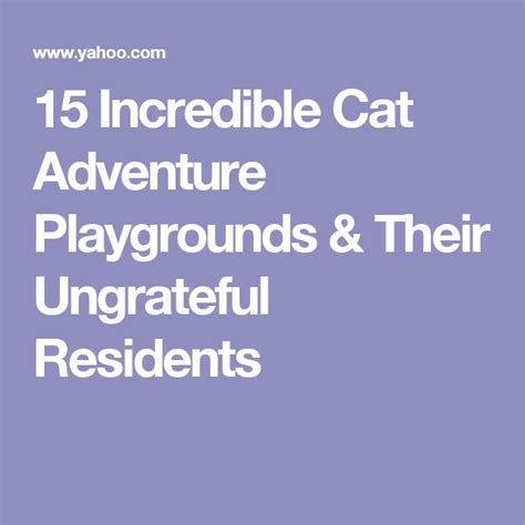 The Text Reads 15 Incredible Cat Adventure Playgrounds And Their