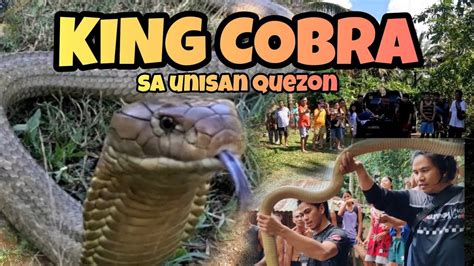 Part Malahalimaw Na King Cobra Sa Unisan Quezon Nahuli Na Cobraking