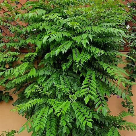 Growing Curry Leaves Plant How To Grow Curry Tree