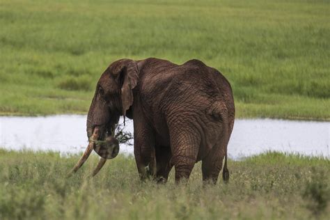 Elephant poaching costs African economies $25 million per year in lost tourism revenue