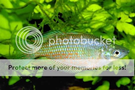 Melanotaenia Splendida Rubrostriata Rainbowfish Bulgaria