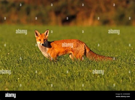 Fox In A Meadow Scotland Uk Stock Photo Alamy