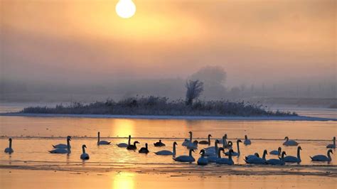 Kostenlose Bild Sonnenaufgang Silhouette Schwan Wasser Dawn