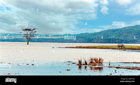 Kenyan Coast Forest Hi Res Stock Photography And Images Alamy