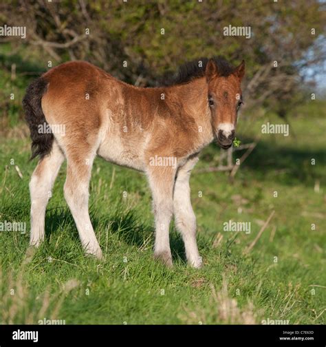 Wild Feral Horse Animal Exmoor Pony Ponies Free Stock Photo Alamy