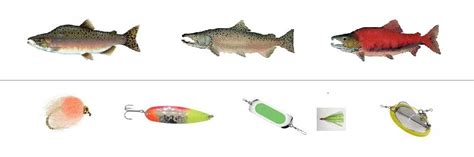 Landlocked Salmon | Salmon Fishing