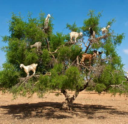 tree goats Blank Template - Imgflip