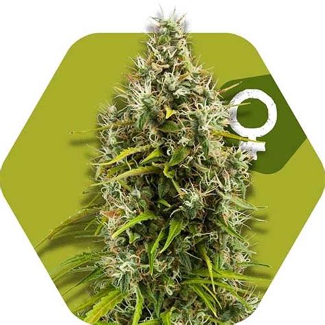 Pineapple Express Cannabis Seeds by Zambeza Seeds