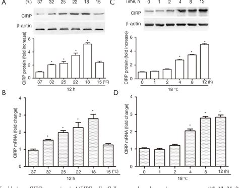 Figure From Cold Inducible Rna Binding Protein Migrates From The