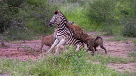 Hyenas Eat Zebra Alive While it Tries to Escape – Boxing today