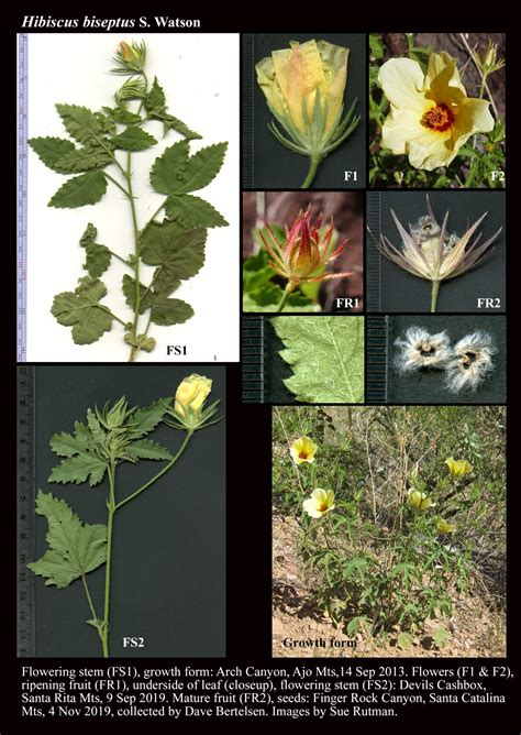 Hibiscus Biseptus The Arizona Native Plant Society