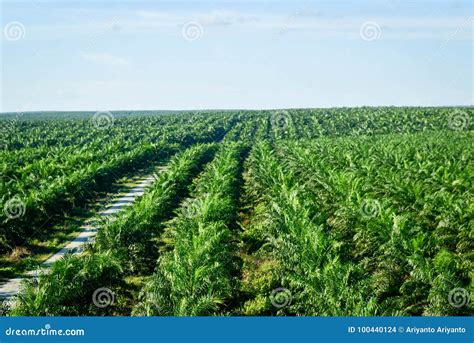 Palm oil plantation stock photo. Image of harvest, freshness - 100440124