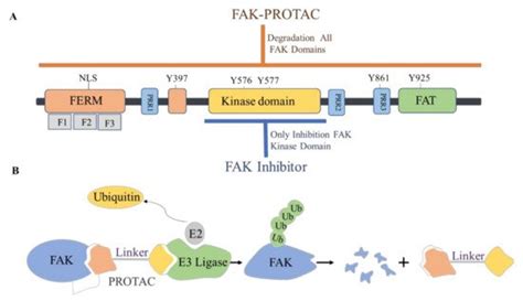 Fak As Promising Cancer Therapy Encyclopedia Mdpi