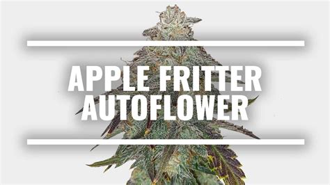 Apple Fritter Autoflower Strain Information MSNL YouTube