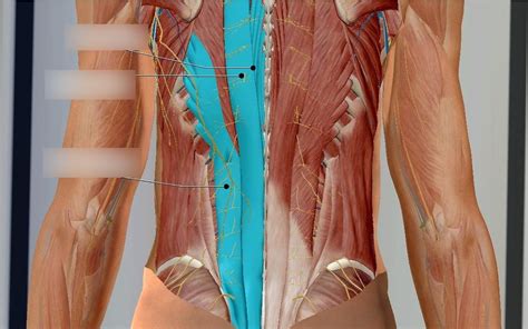 Back Lab Intermediate Intrinsic Muscles Diagram Quizlet