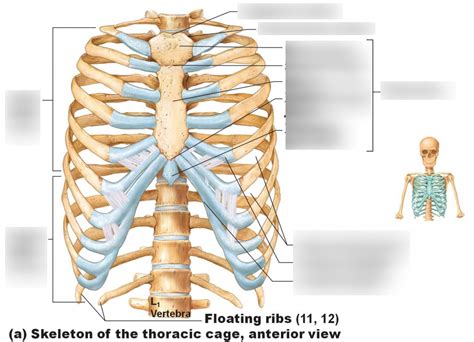 Anatomy of the Sternum Diagram | Quizlet