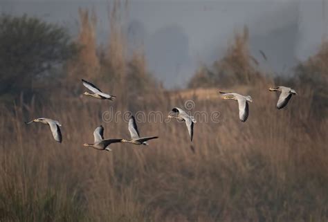 Flock of Bar Headed Goose Flying Stock Photo - Image of colorful ...