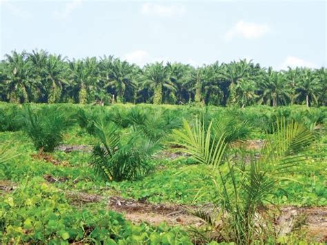 Investigasi Kondisi Buruh Perkebunan Kelapa Sawit Di Sumatera Utara Oppuk