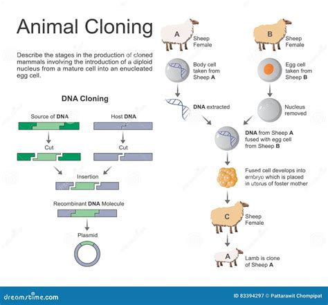 Animal Cloning Stock Illustration Illustration Of Genetic 83394297