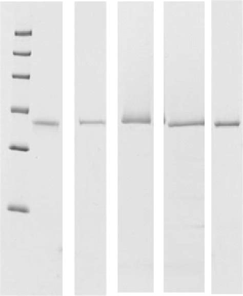 Sds Page Of Purified Pro Enzymes Ii Iii Iii Iii Iv And