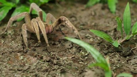 "Wandering Spider" Images – Browse 272 Stock Photos, Vectors, and Video ...