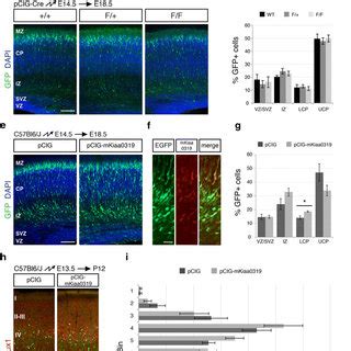 Effects On Radial Migration Upon Kiaa Depletion Or Overexpression