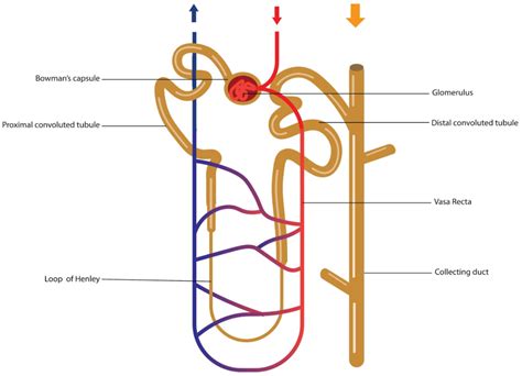 Diagram Of Nephron W Key New Wiring Diagrams Images