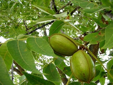 Pecan Diseases And Pests Description Uses Propagation